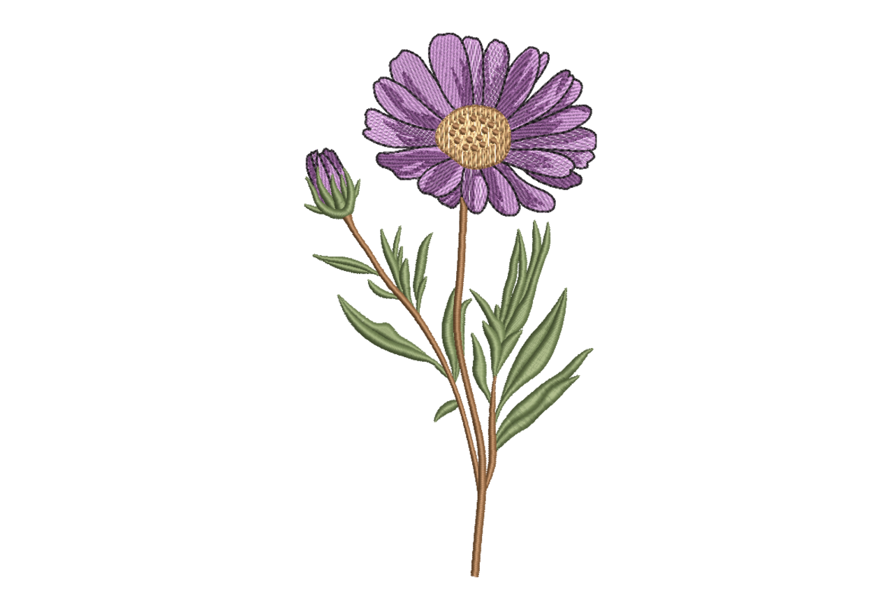 Purple Daisy Flower Botanical