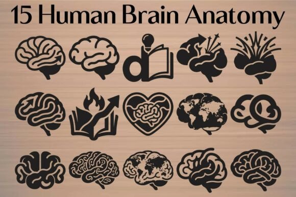 Human Brain Anatomy Graphics