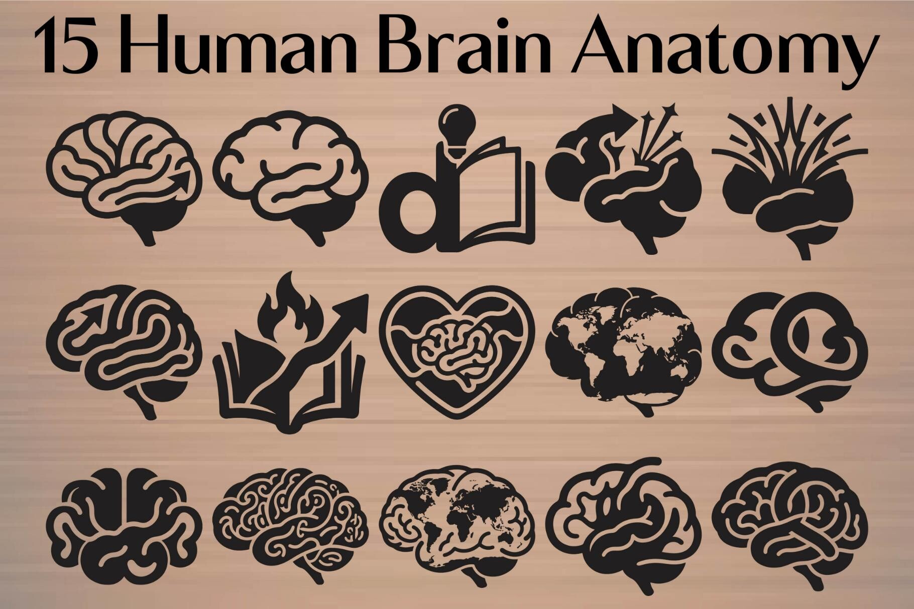 Human Brain Anatomy Graphic By Gfx Store Creative Fabrica human-brain-anatomy-graphic-by-gfx-store-creative-fabrica