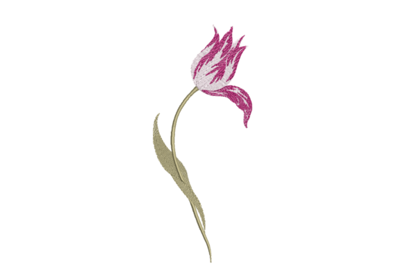 Pink Tulip Minimal