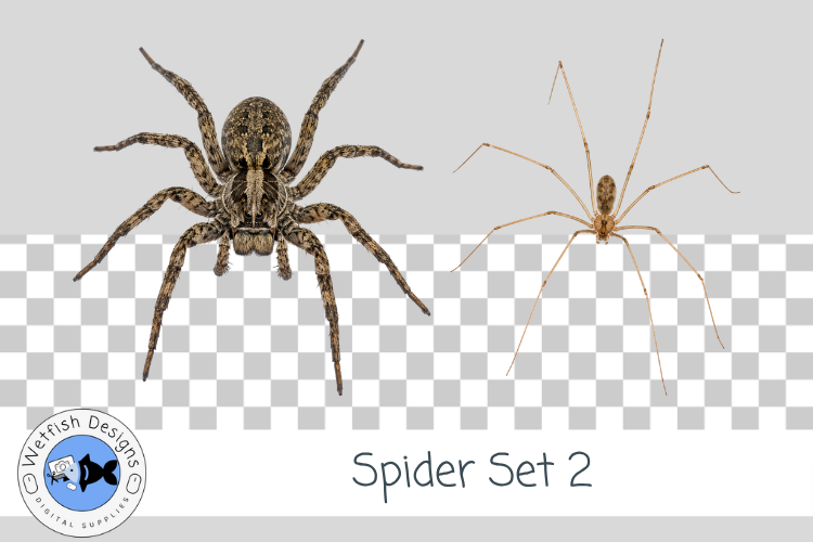 Halloween Spider PNG Set 2