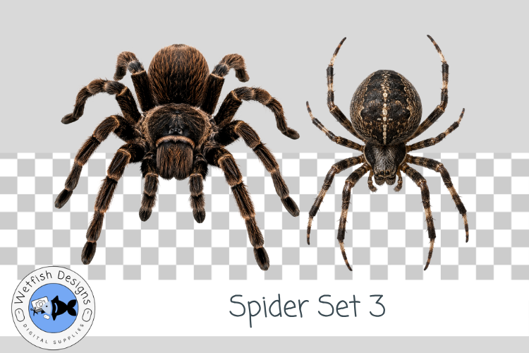 Halloween Spider PNG Set 3