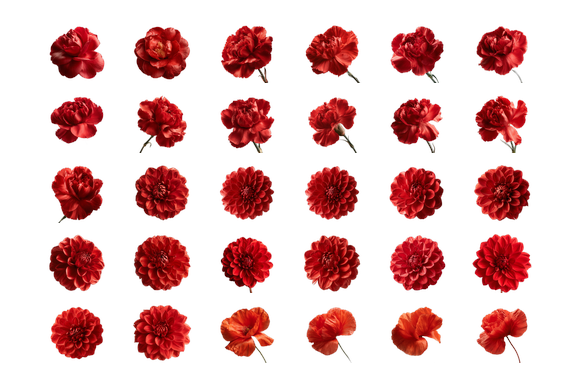 Red Flower PNG Clip Art Set - 30 Transpa