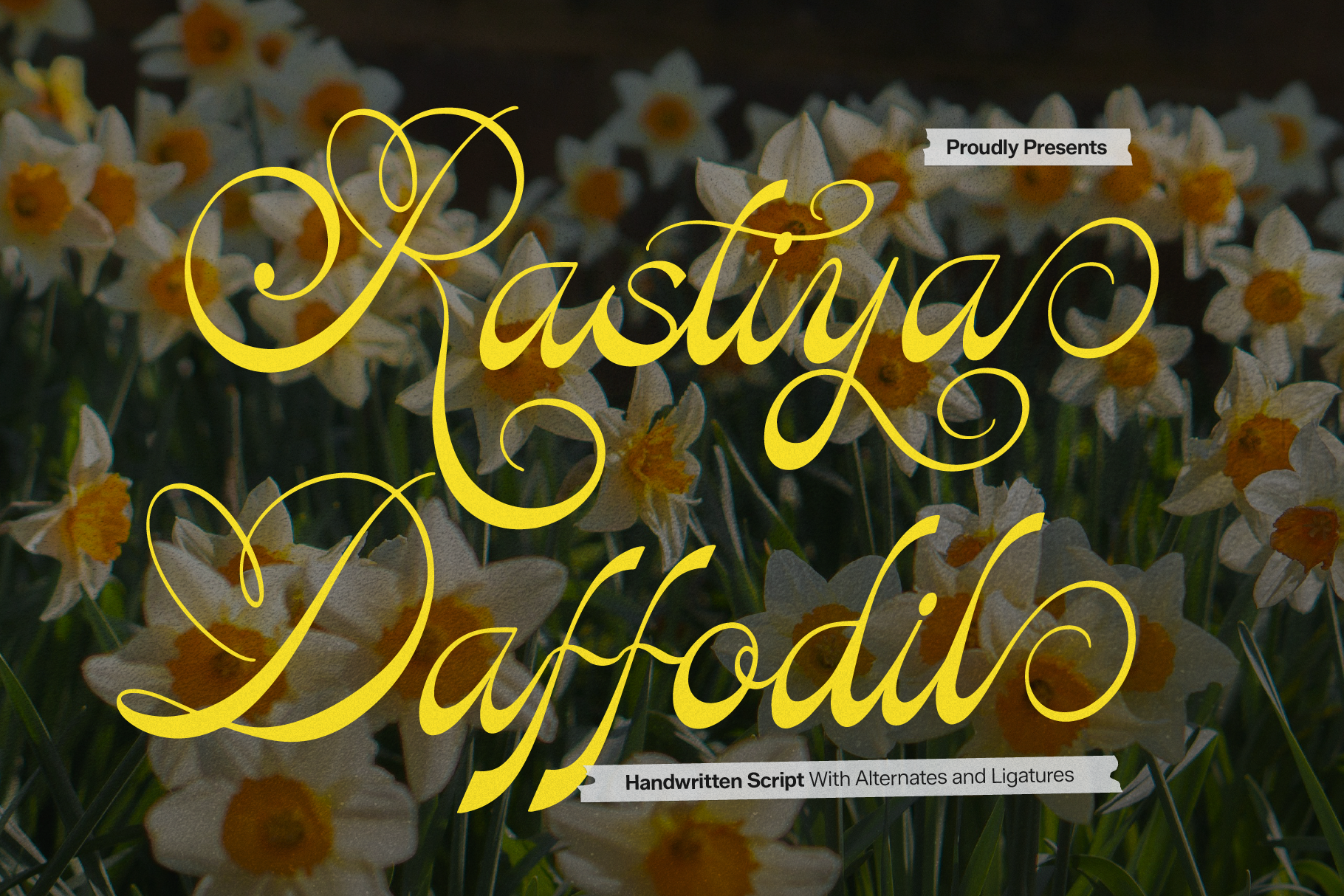Rastiya Daffodil