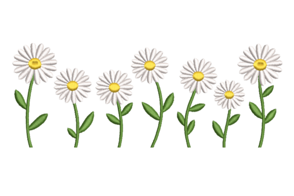 Daisy Border