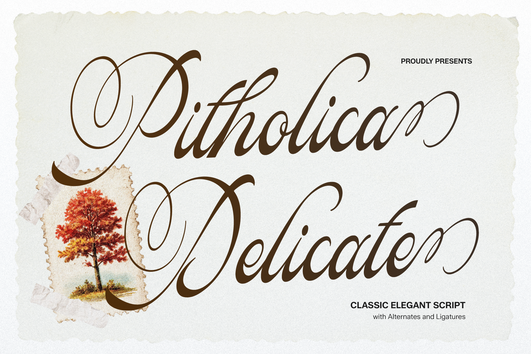 Pitholica Delicate