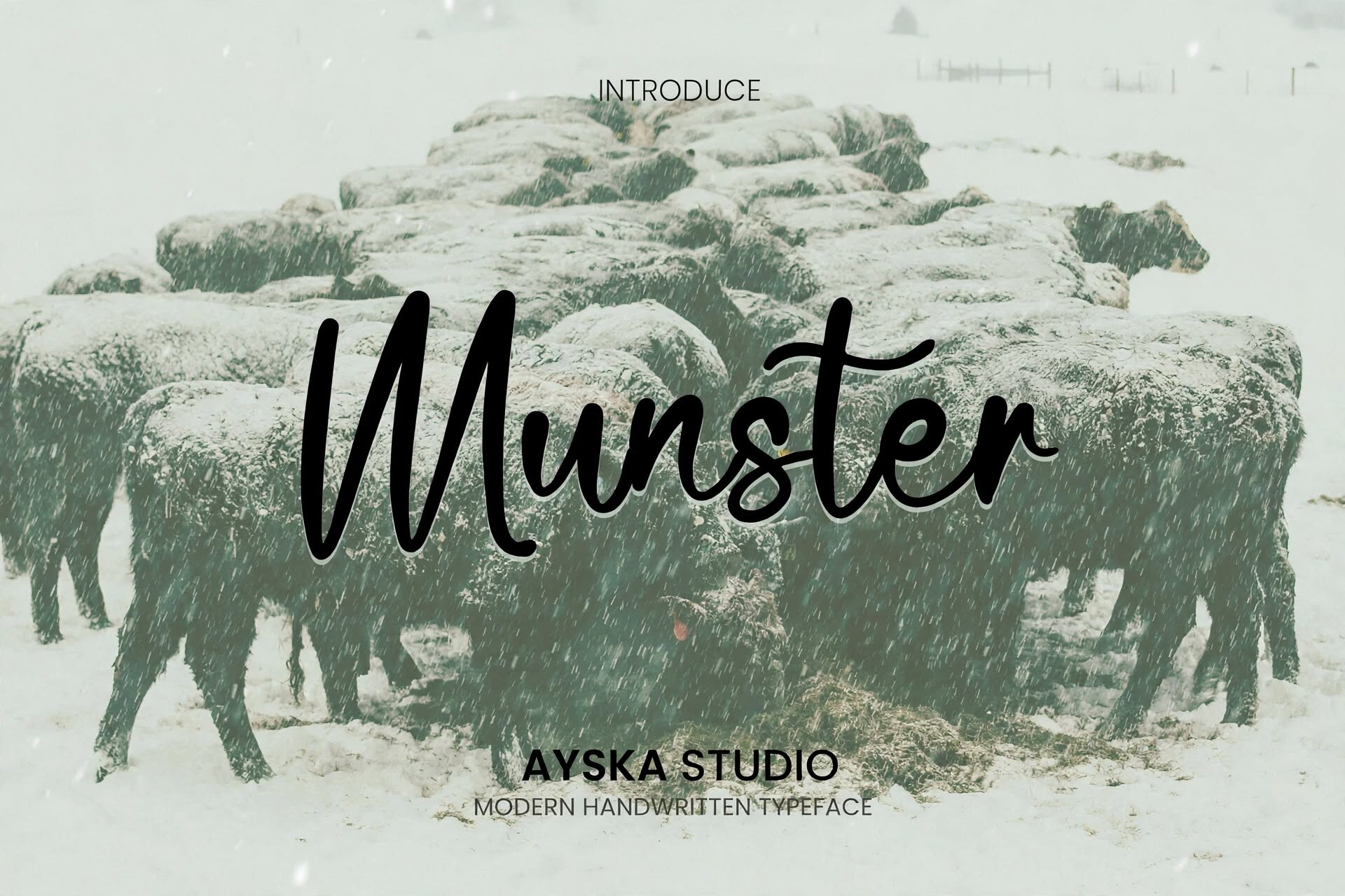Munster