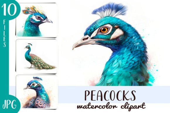 Watercolor Peacock Clipart