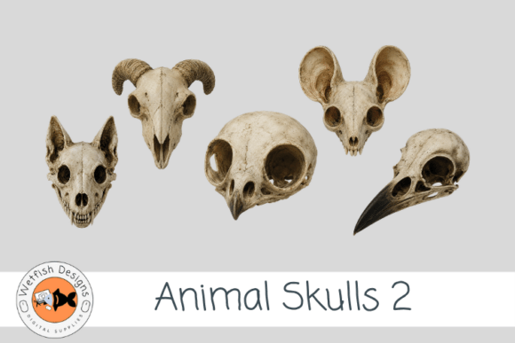 PNG Animal Skulls 2 Gothic Animal Skull
