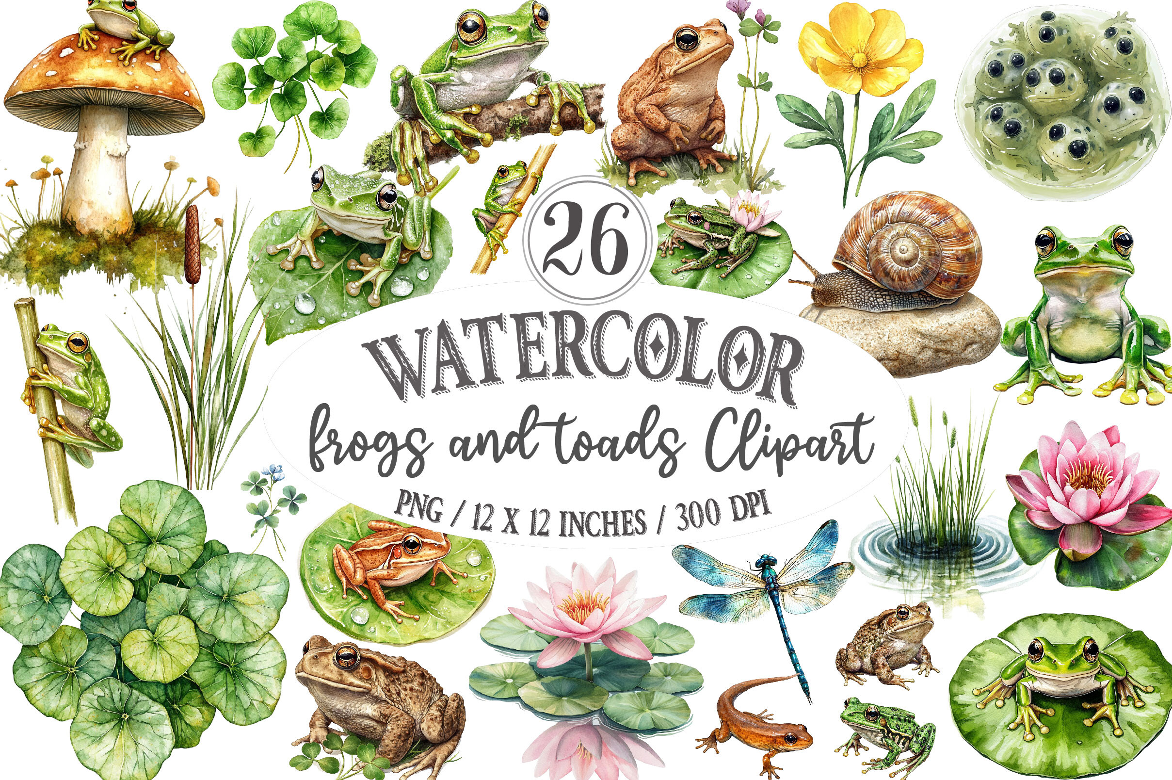 Frogs and Toads Clipart Graphic by designking · Creative Fabrica