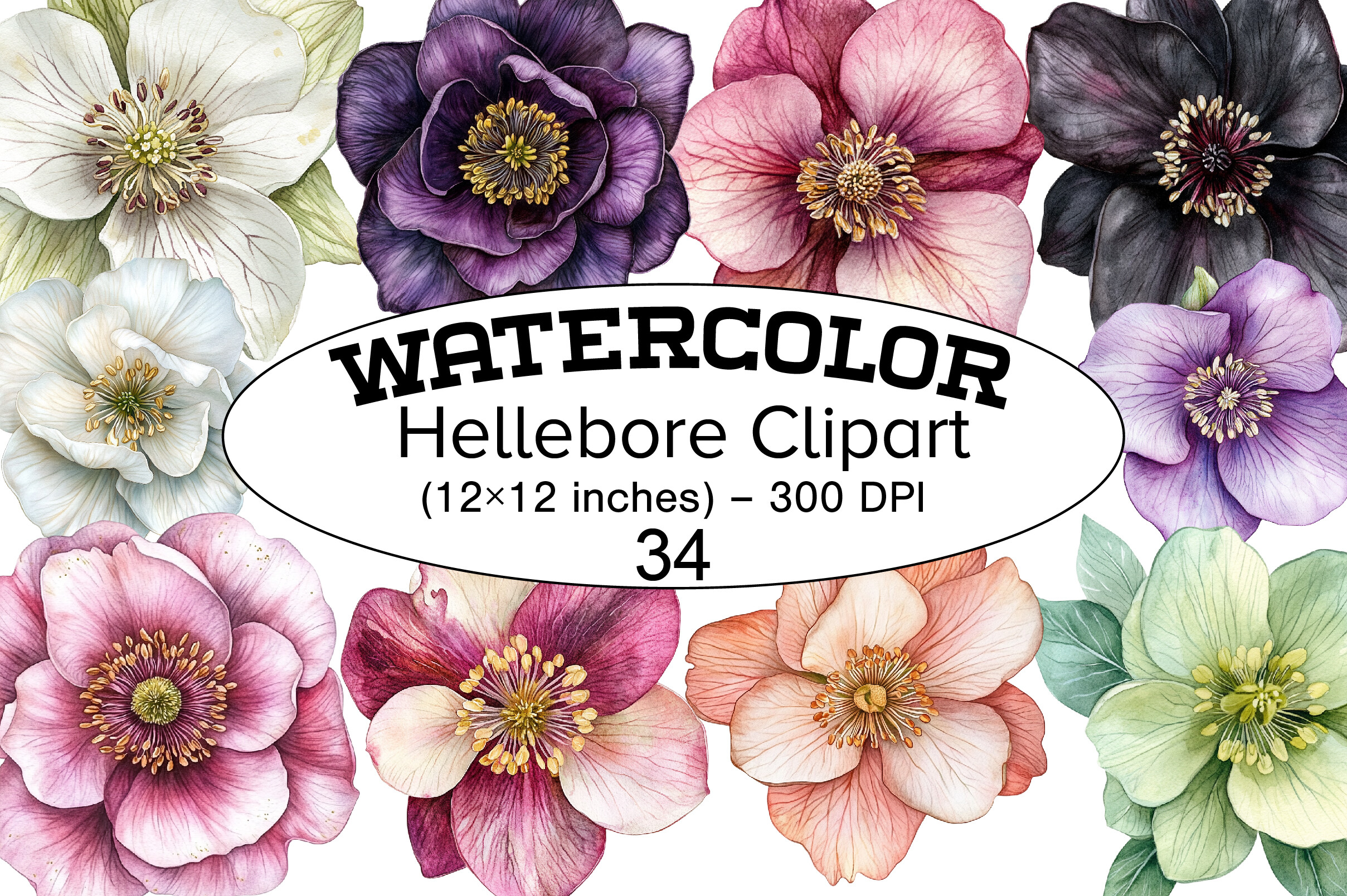 Halabore Watercolor Hellebore Clipart Graphic by BloomNestGarden · Creative Fabrica